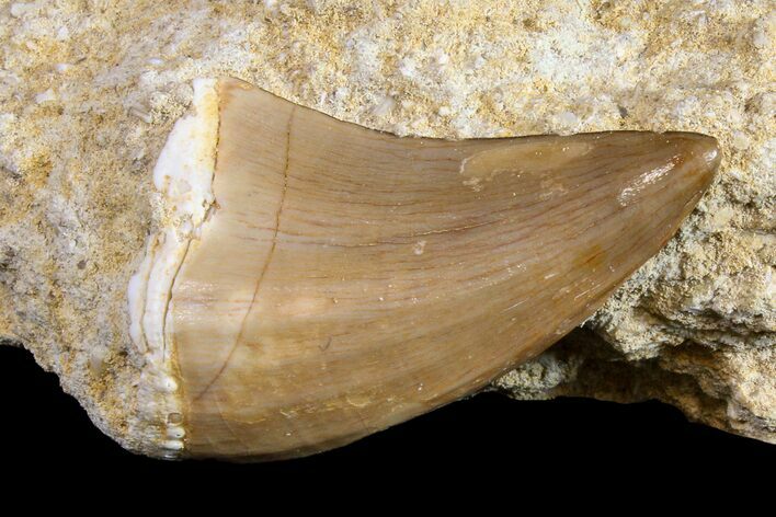 Mosasaur (Mosasaurus) Tooth In Rock - Morocco #161181
